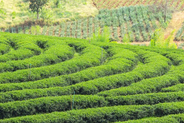 Green tea plant