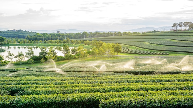 写真 singha公園チェンライ、タイの緑茶プランテーション。