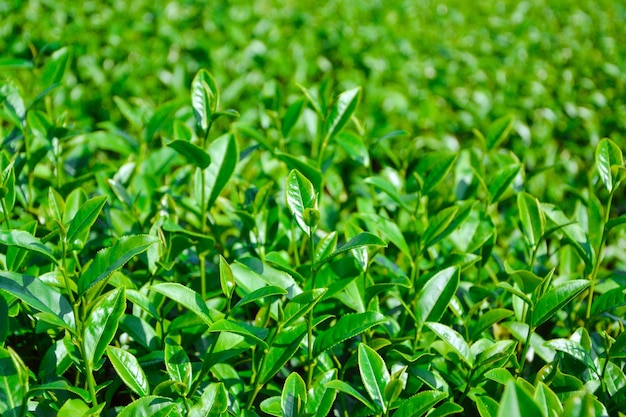 Photo the green tea plantation at chiang rai province thailand green tea leaves