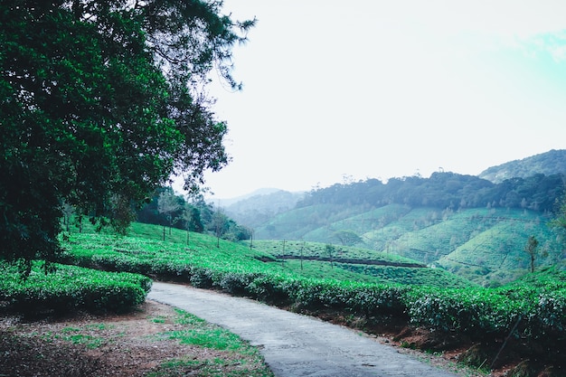 Green Tea Plantation