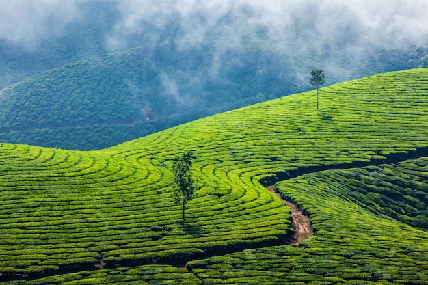Piantagioni di tè verde a munnar, kerala, india