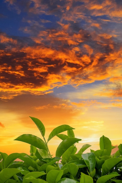 green tea plantations in sunset