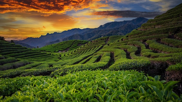 green tea plantations in sunset