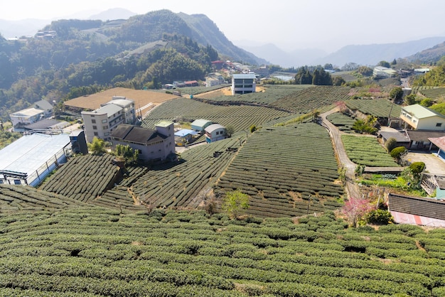 山の上の緑茶の木の畑