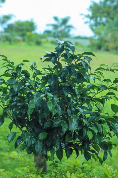 Green tea trees