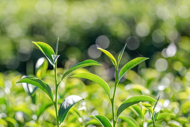 Зеленый чай молодой лист