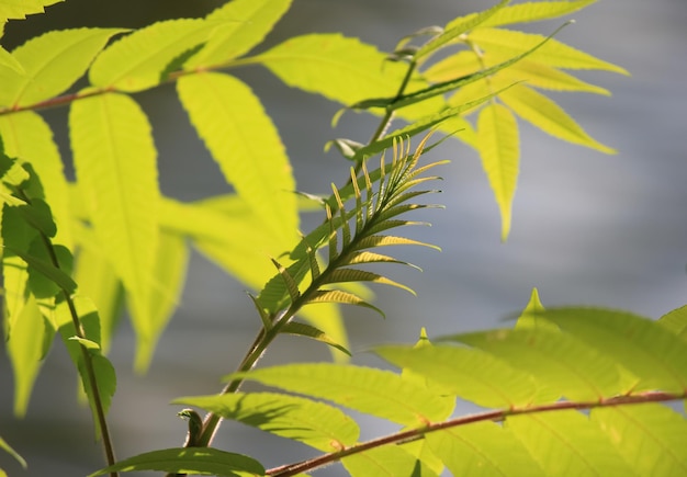 Green tender leaves of trees