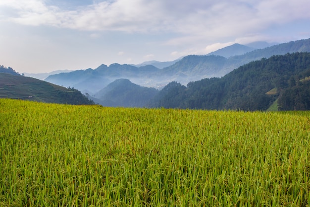 Mu Cang Chai、ベトナムの緑のテラスの田んぼ