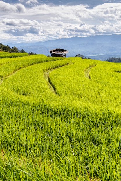 사진 pa pong pieng, mae chaem, 치앙마이, 태국의 녹색 계단식 논