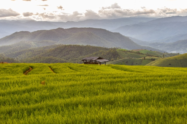 Зеленые террасы рисовых полей в па понг пиенг