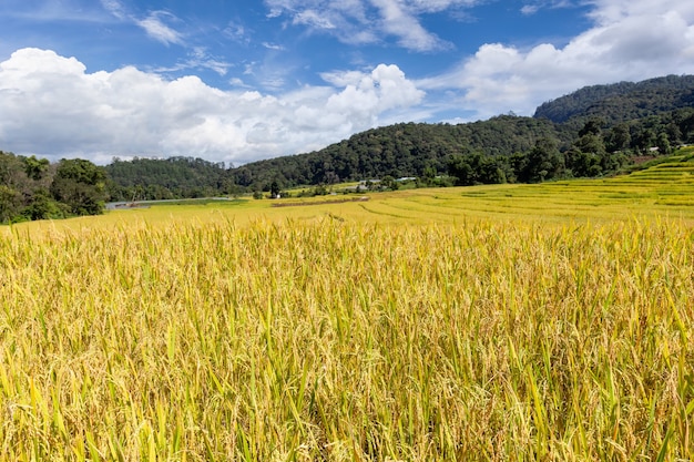 Verde campo di riso terrazzato a mae klang luang, provincia di chiang mai, thailandia