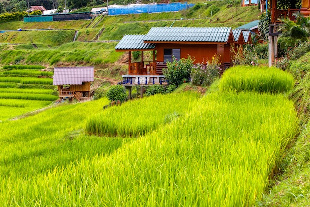 Green Terraced Rice Field in Mae Klang Luang , Mae Chaem, Chiang Mai, Thailand