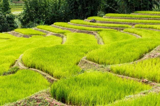 Giacimento a terrazze verde del riso in mae klang luang, mae chaem, chiang mai, tailandia