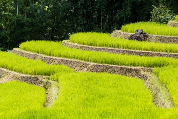 Green Terraced Rice Field in Mae Klang Luang , Mae Chaem, Chiang Mai, Thailand