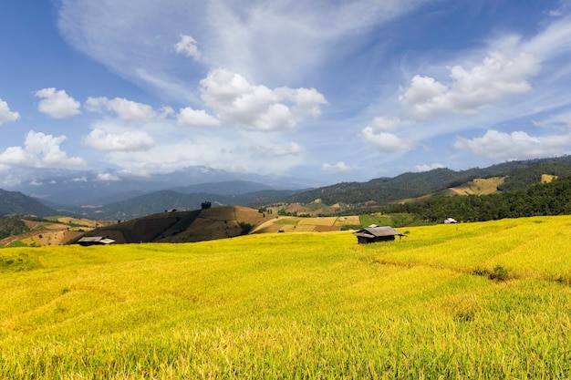 Зеленые террасные рисовые поля в Па Понг Пьенг, Чиангмай, Таиланд