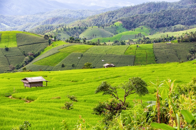 Pa Pong Pieng, Mae Chaem, Chiang Mai Province, Thailand의 녹색 계단식 논