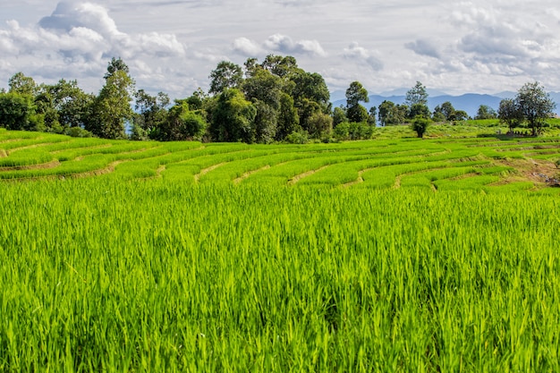 Green Terraced Rice Field in Pa Pong Pieng , Mae Chaem, Chiang Mai Province, Thailand