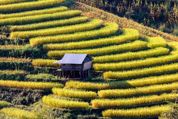 タイの緑のテラスライスフィールドPong Pieng、Mae Chaem、Chiang Mai Province、Thailand