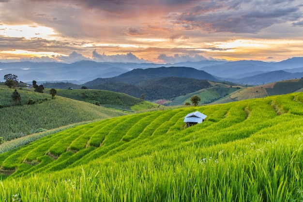 Зеленое поле террасного поля в Па-Понге Пьенг, Мэй-Хаем, провинция Чианг-Май, Таиланд