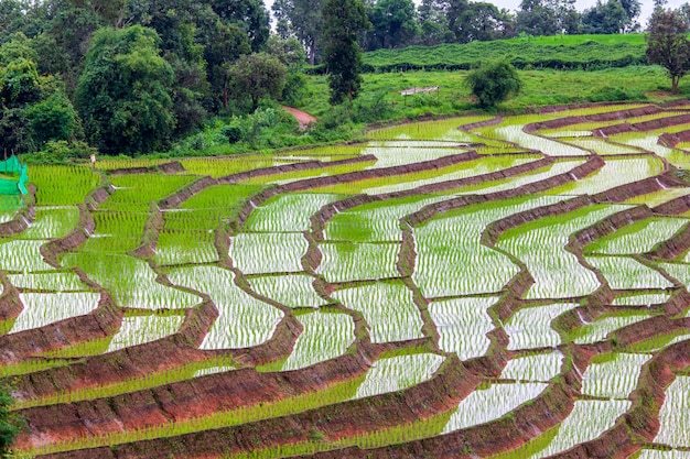 Green terraced rice field in pa pong pieng , mae chaem, chiang mai, thailand