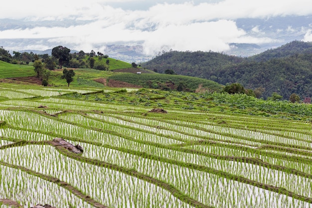 Pa Pong Pieng, Mae Chaem, Chiang Mai, Thailand의 녹색 계단식 논