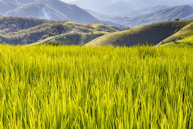 Зеленые террасы рисовых полей в Па Понг Пиенг, Мэй Чаем, Чианг Май, Таиланд