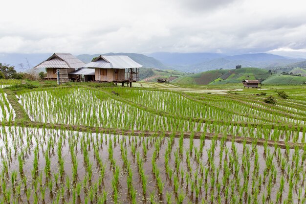 Green Terraced Rice Field in Pa Pong Pieng