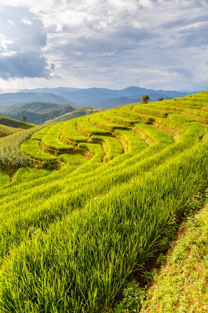 Green Terraced Rice Field in Pa Pong Pieng