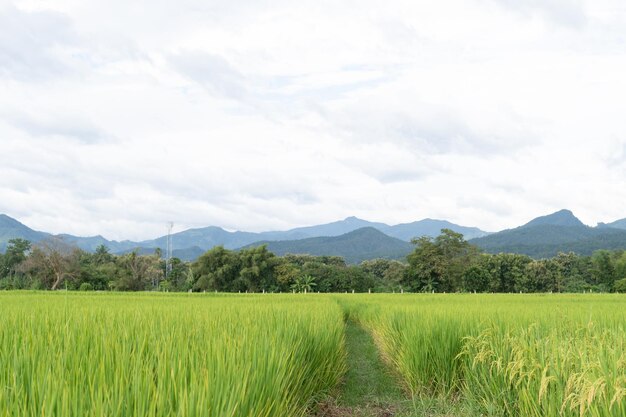 Green terraced rice field rice is growing in the field background