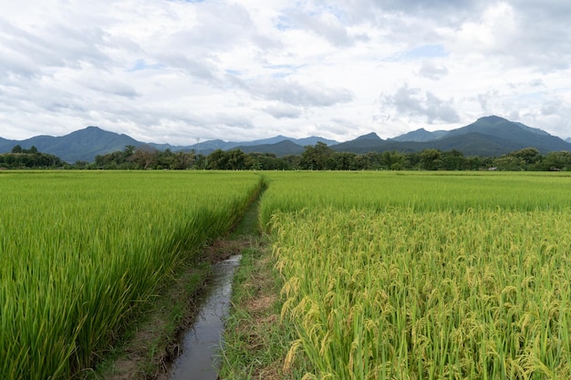 Green Terraced Rice Field-rijst groeit op de veldachtergrond