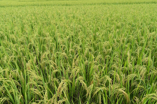 Green Terraced Rice Field-rijst groeit op de veldachtergrond