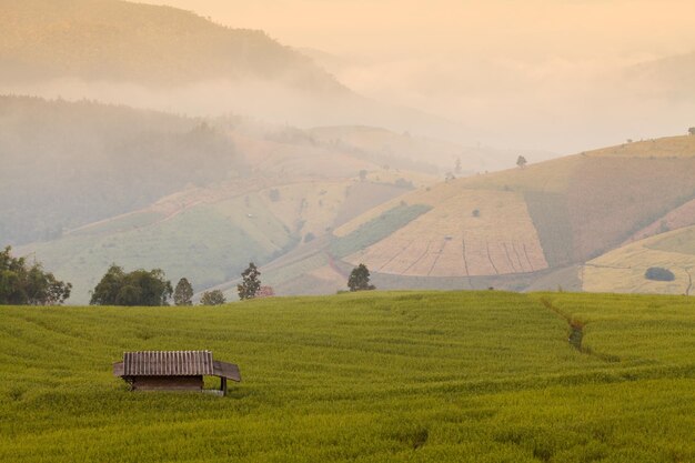 Green Terraced Rice Field during sunrise at Ban Pa Bong Peay in Chiangmai Thailand