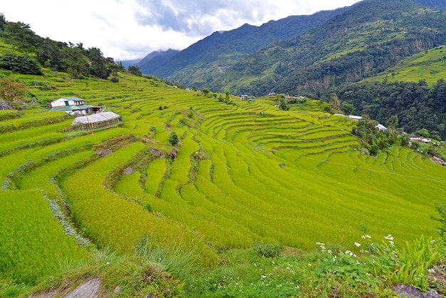 Green terraced rice fields in the Himalaya mountains Nepal
