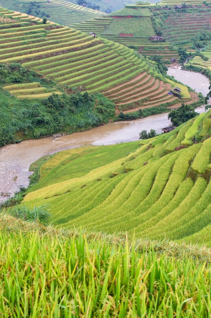 Зеленые террасы рисовых полей в Му Cang Chai