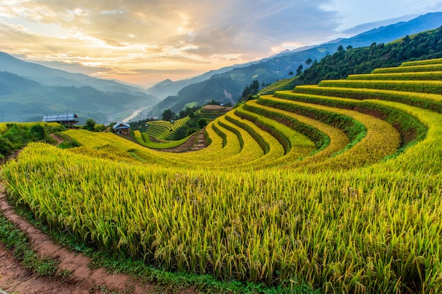 Зеленые террасы рисовых полей в Му Cang Chai