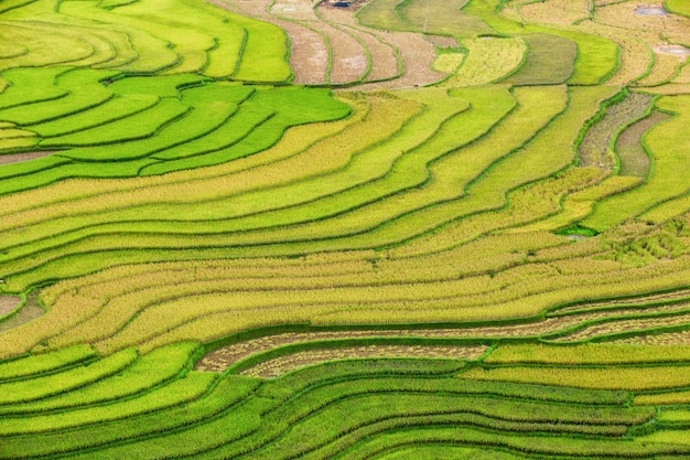 Green terraced rice fields at Mu Cang Chai