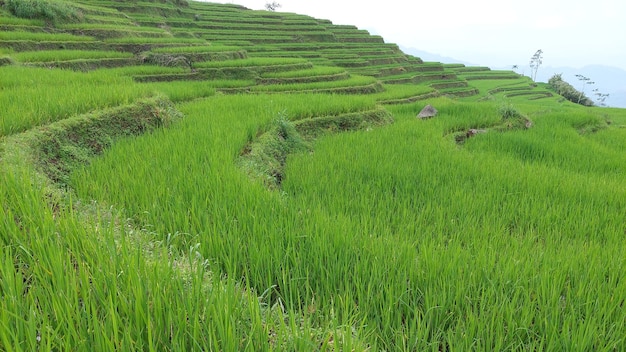 Green terraced rice fields nature view images