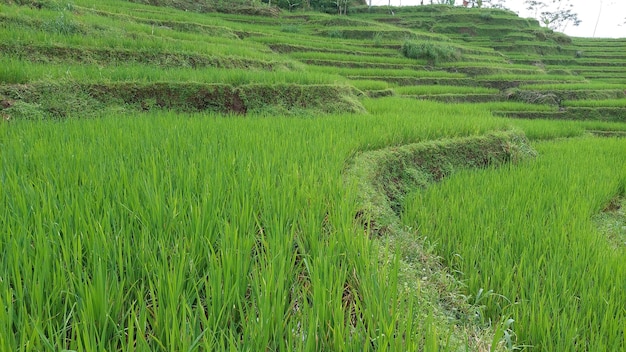 Green terraced rice fields nature view images