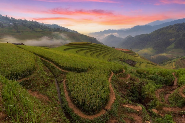 Green terraced rice fields in the rainy season at MÃ¹ Cang Chai, Vietnam.