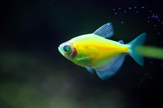 The green tetra glofish or Gymnocorymbus ternetzi, freshwater aquarium fish