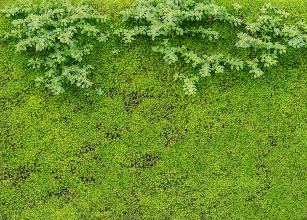 Green texture for backgrounds