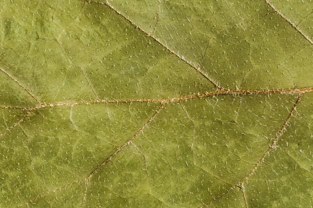 Photo green texture of a dry leaf