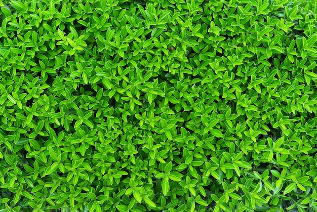 Green texture of leafs