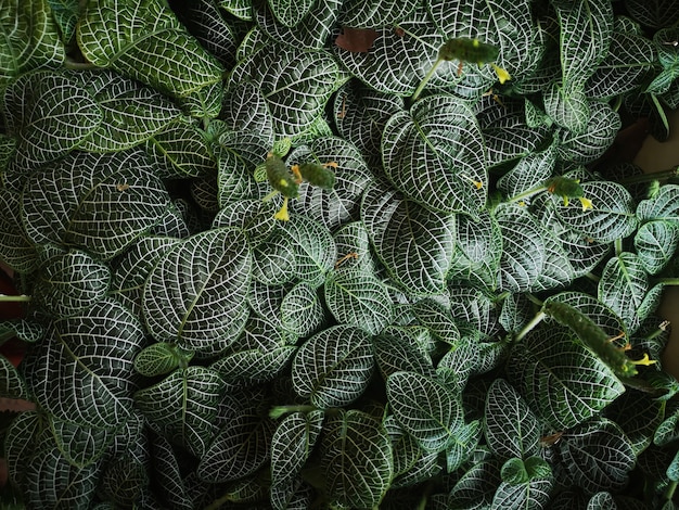 green texture of plants with the background of leaves photography captured in a sunny afternoon and