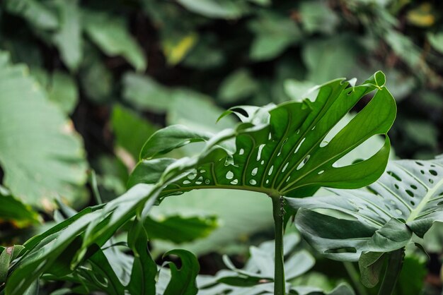 green textured colorful palm leaves