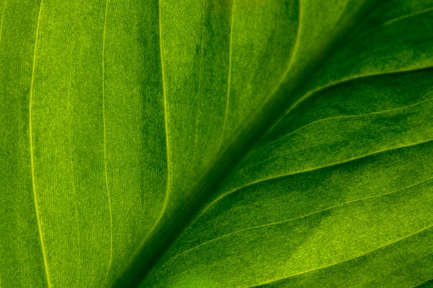 green textured leaf of the plant