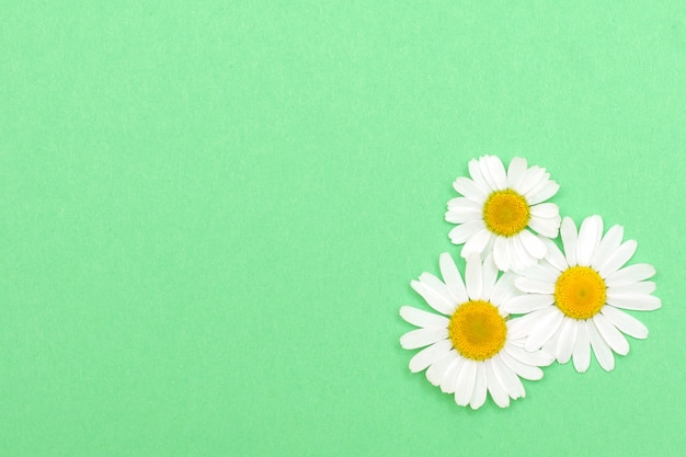 Green textured paper with daisies.