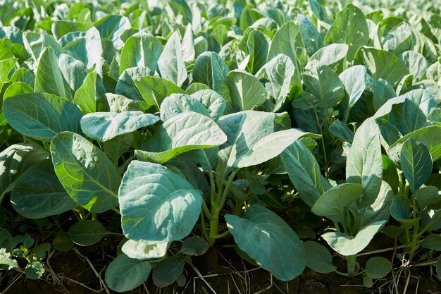 Green thai kale in the vegetable garden farm field at kanchanaburi, thailand