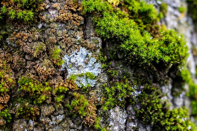 Зеленый густой мох на дереве в лесу