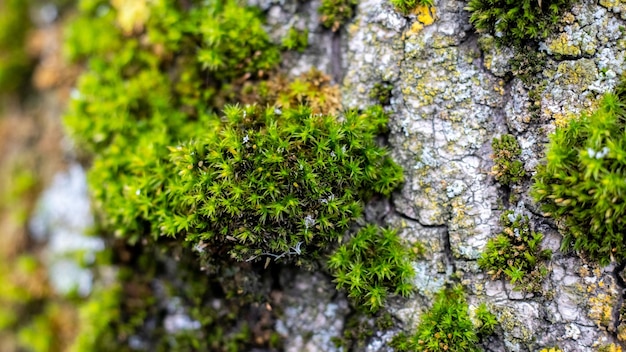 Green thick moss on a tree in the forest